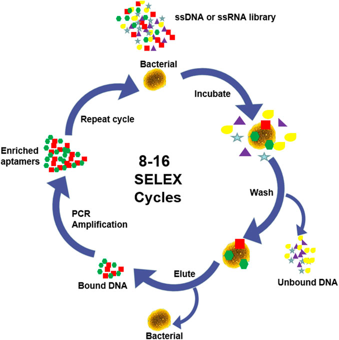 Rapid and accurate electrochemical sensor for food allergen detection in  complex foods