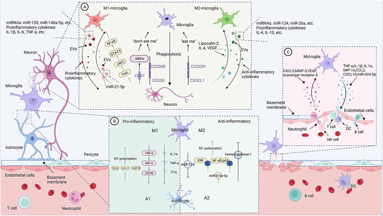 Stroke subtype-dependent synapse elimination by reactive gliosis in mice