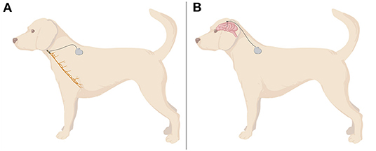 Southeast MI Electrical Stimulation for Pets