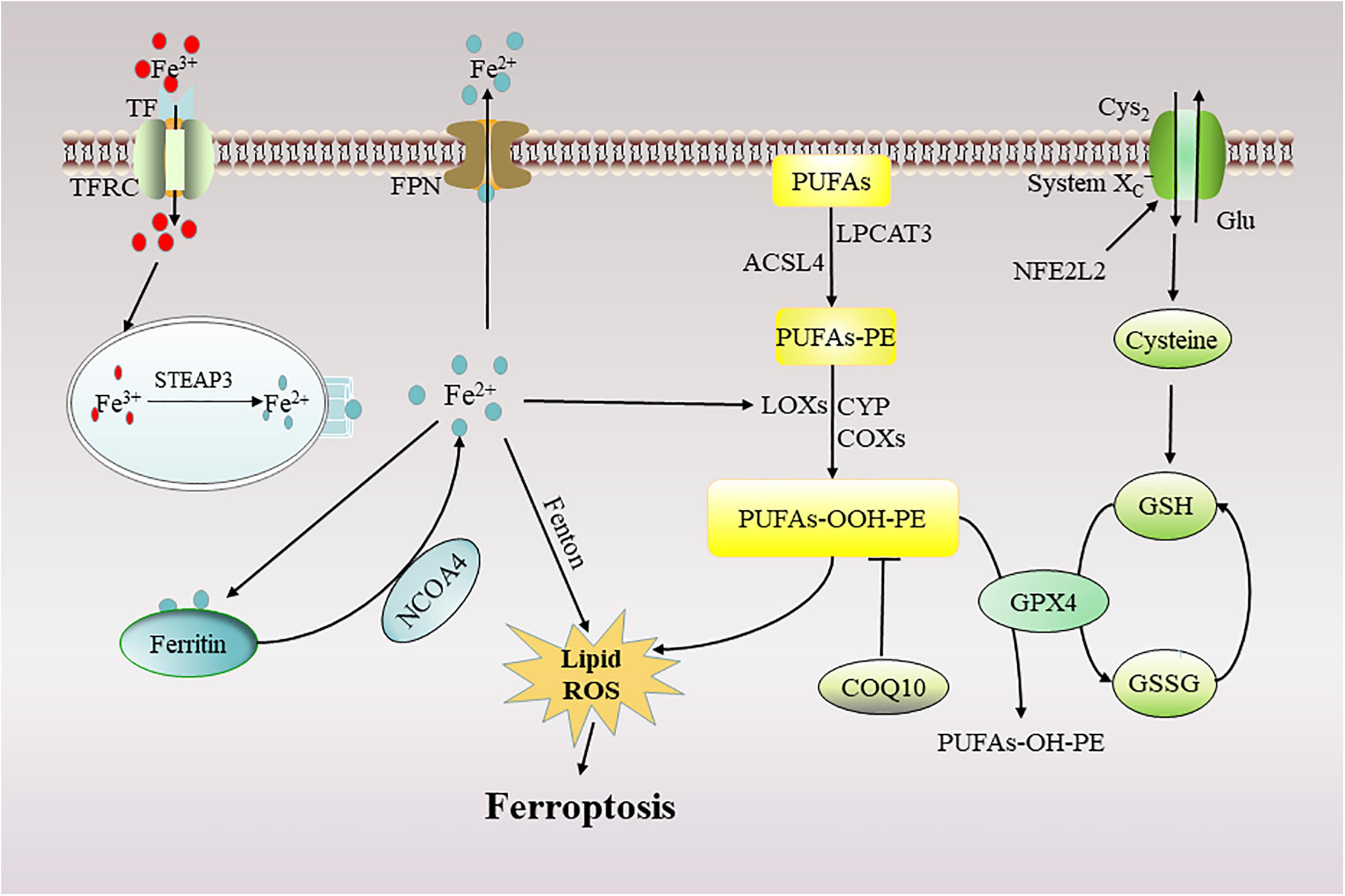 Ferroptosis Mechanism