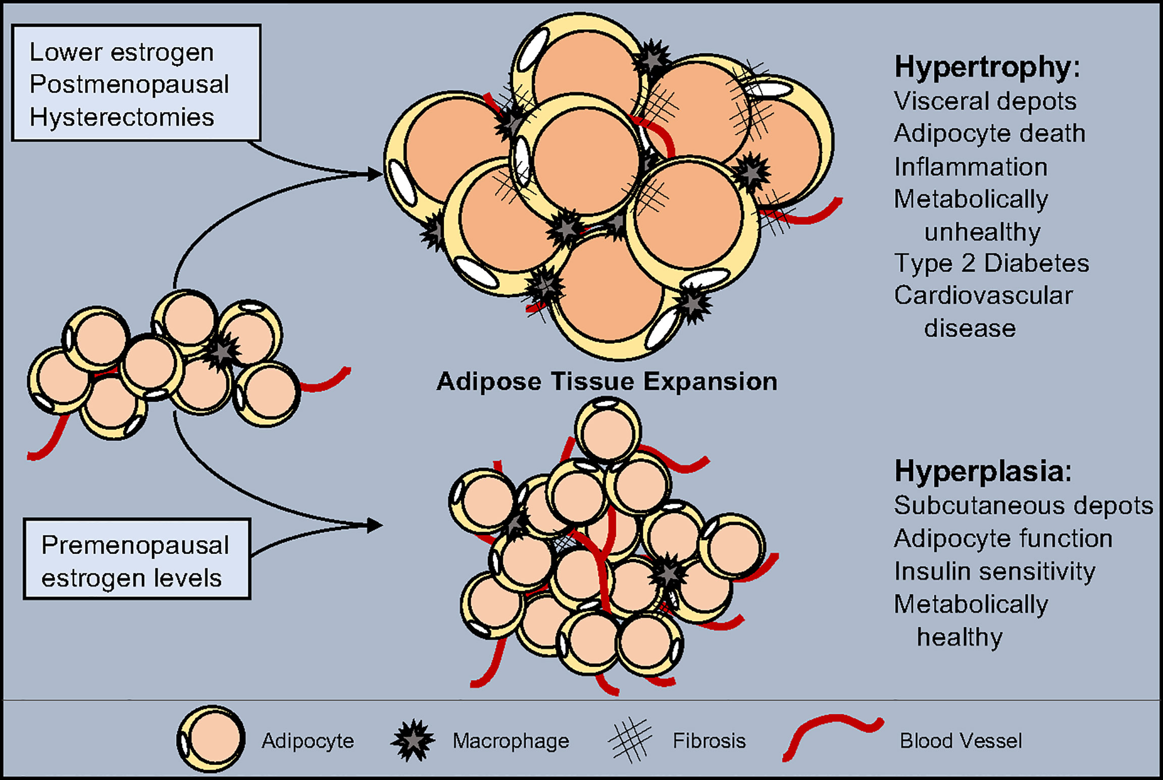 What Is Tissue Expansion - vrogue.co