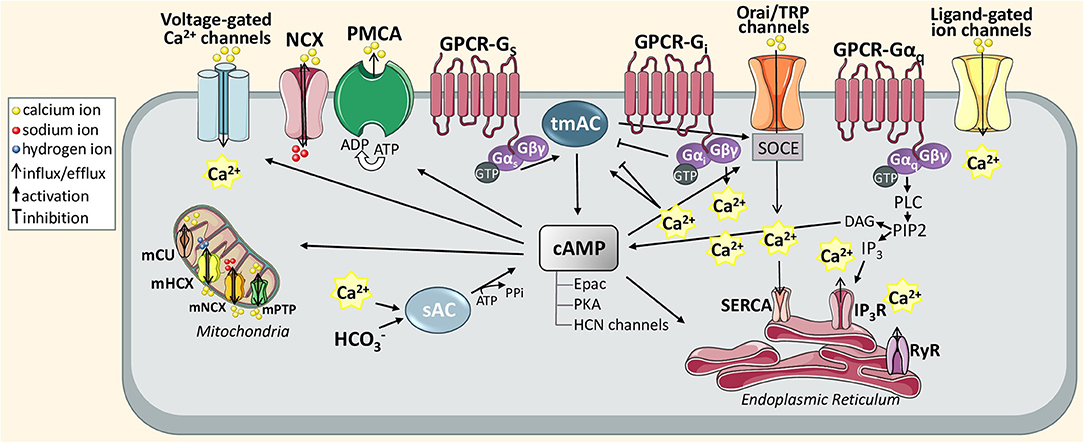 Calcium Signaling Pathways Mediating Synaptic Potentiation Triggered by  Amyotrophic Lateral Sclerosis IgG in Motor Nerve Terminals