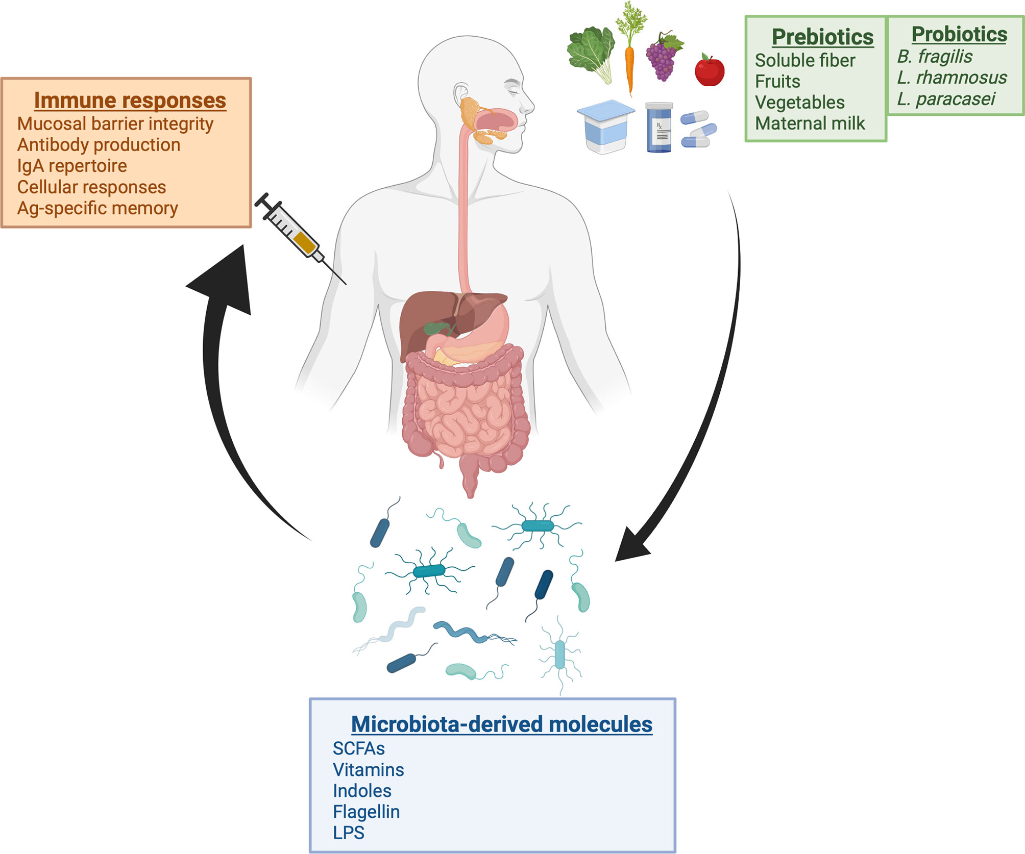 The systemic anti-microbiota IgG repertoire can identify gut