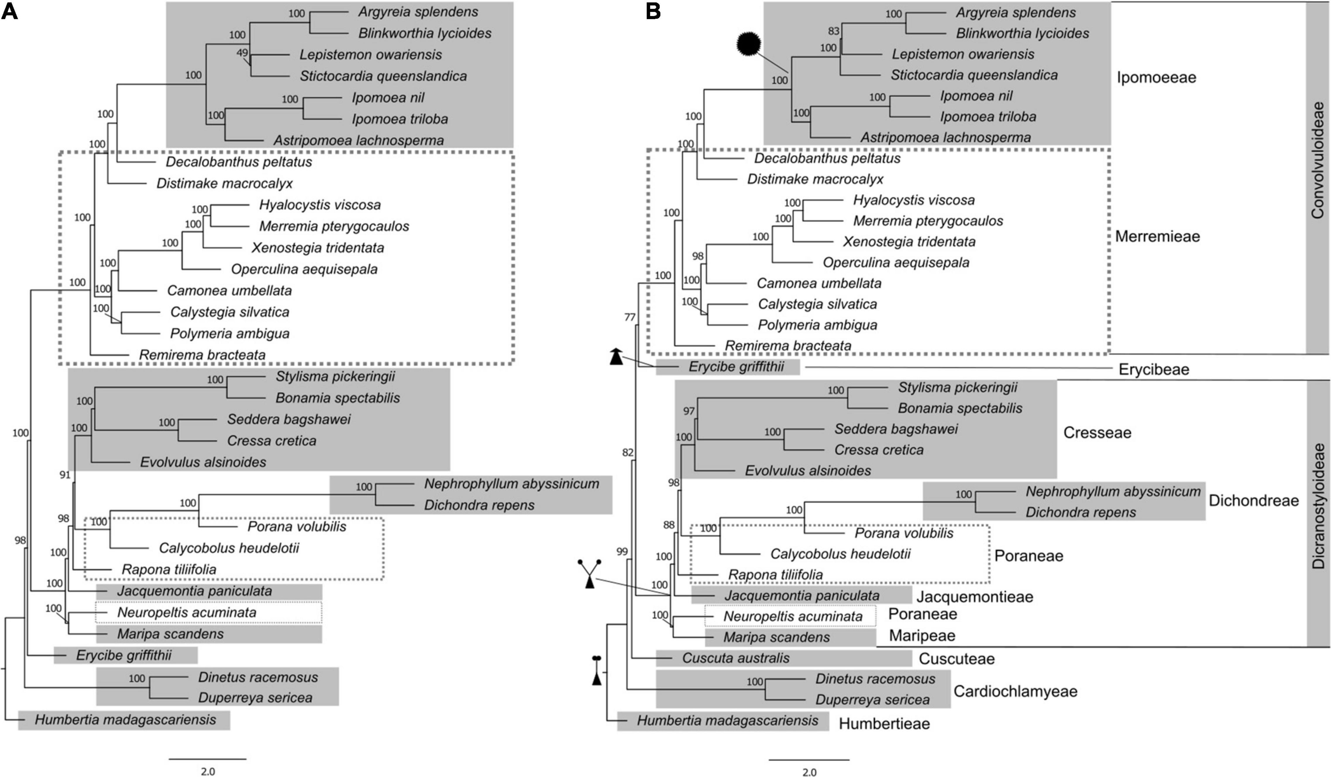 A foundation monograph of Ipomoea (Convolvulaceae) in the New World