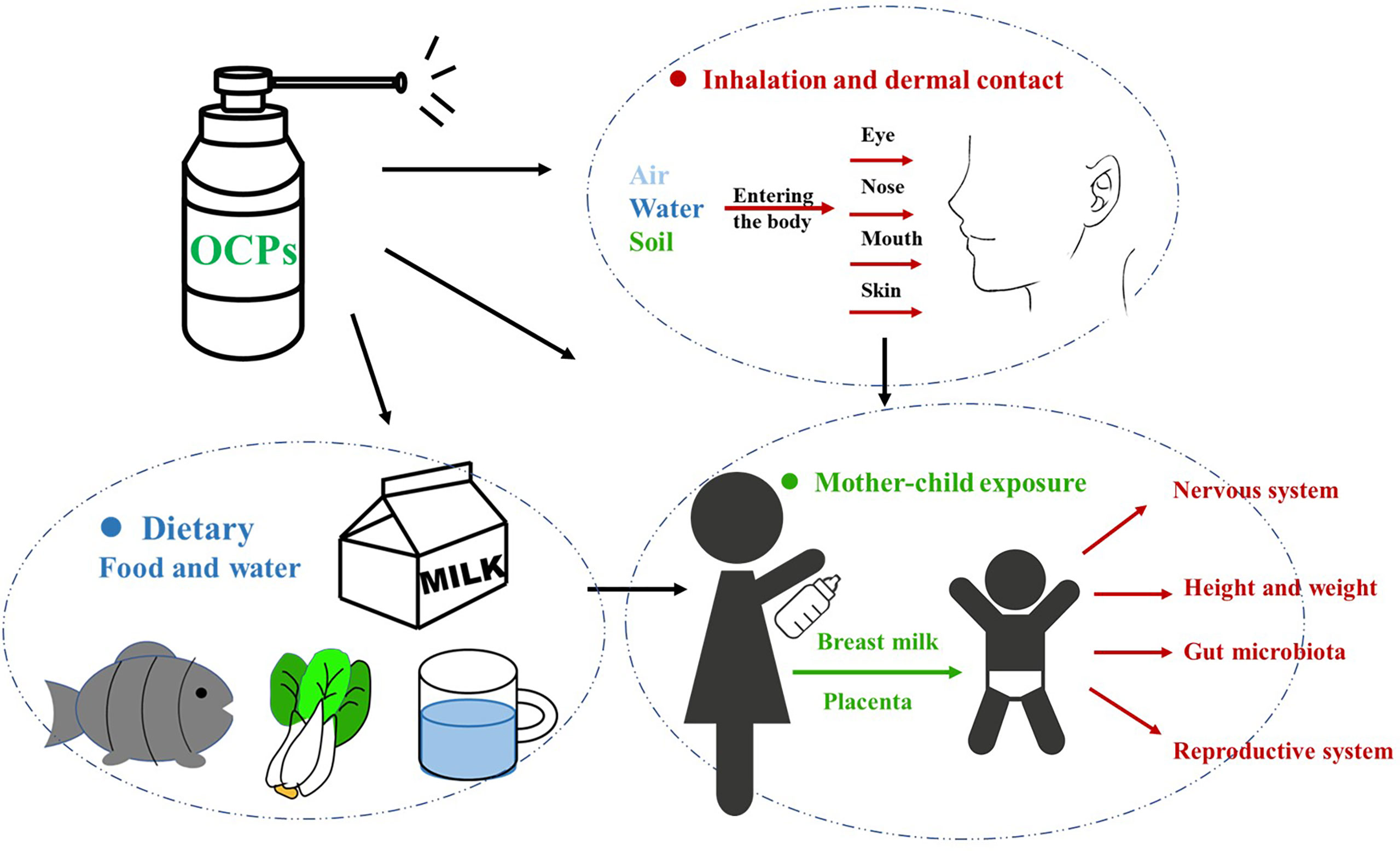 Frontiers Effects of Organochlorine Pesticide Residues in Maternal Body on Infants