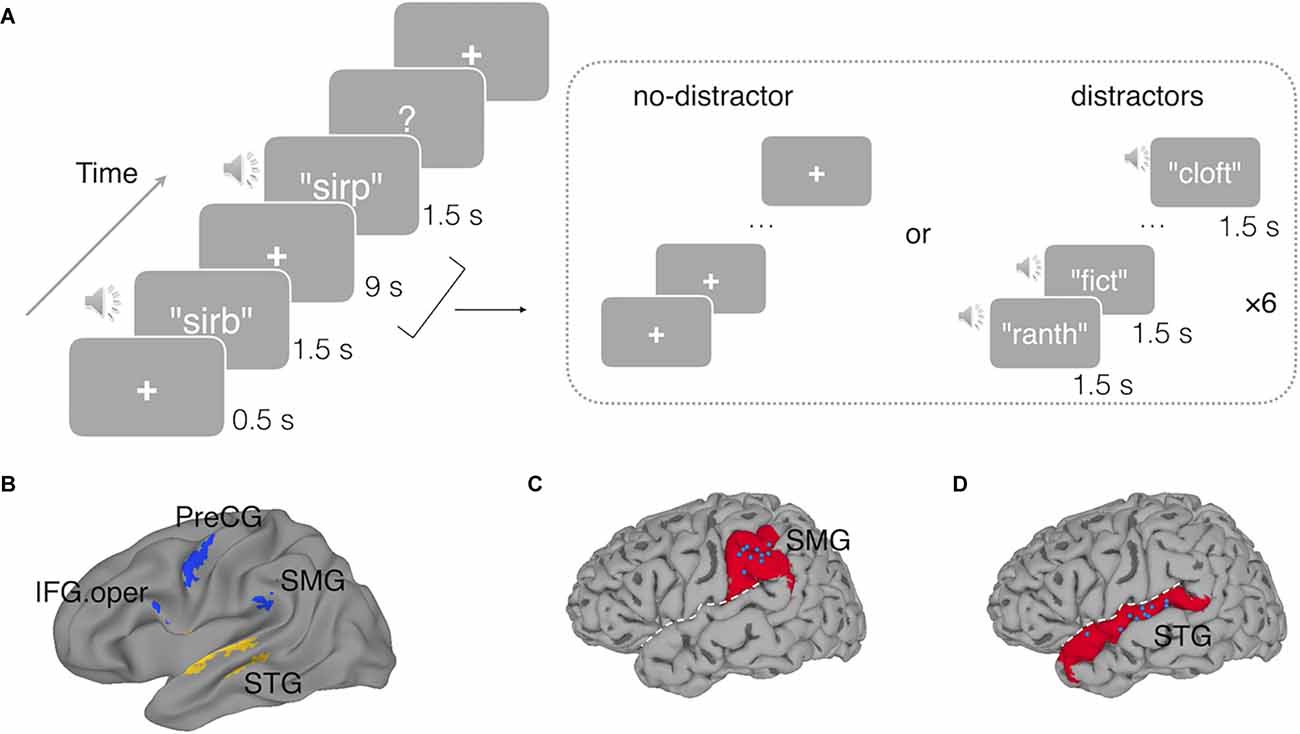 Frontiers | Phonological Working Memory Representations in the 