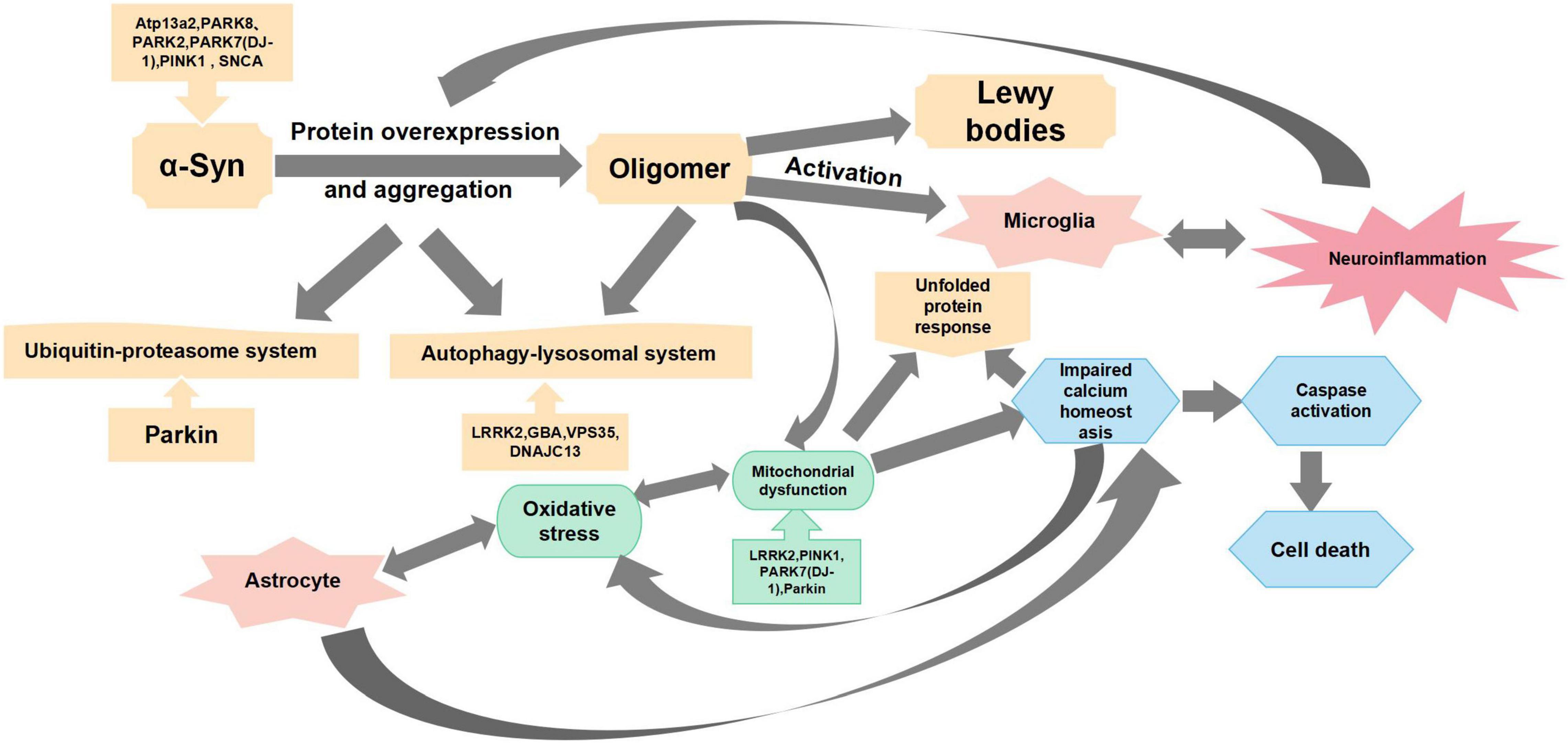 Frontiers Insights Into The Role Of Platelet Derived Growth Factors