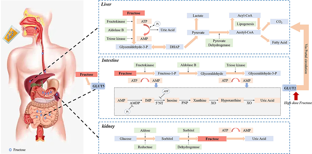 Frontiers  The Interaction Between Dietary Fructose and Gut Microbiota in  Hyperuricemia and Gout