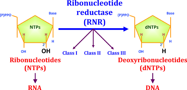 Frontiers | Ribonucleotide reductases: essential enzymes for bacterial