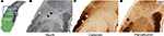 www.frontiersin.org