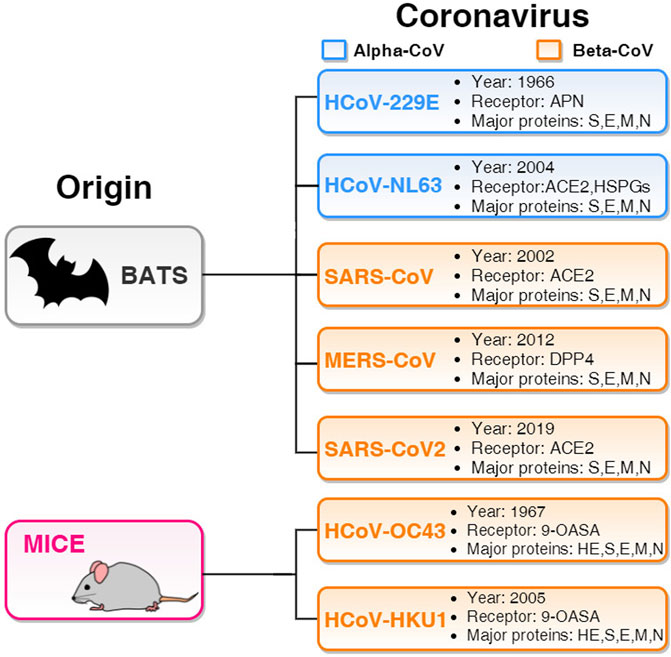 Frontiers  A Bioinformatics Approach to Investigate Structural and  Non-Structural Proteins in Human Coronaviruses