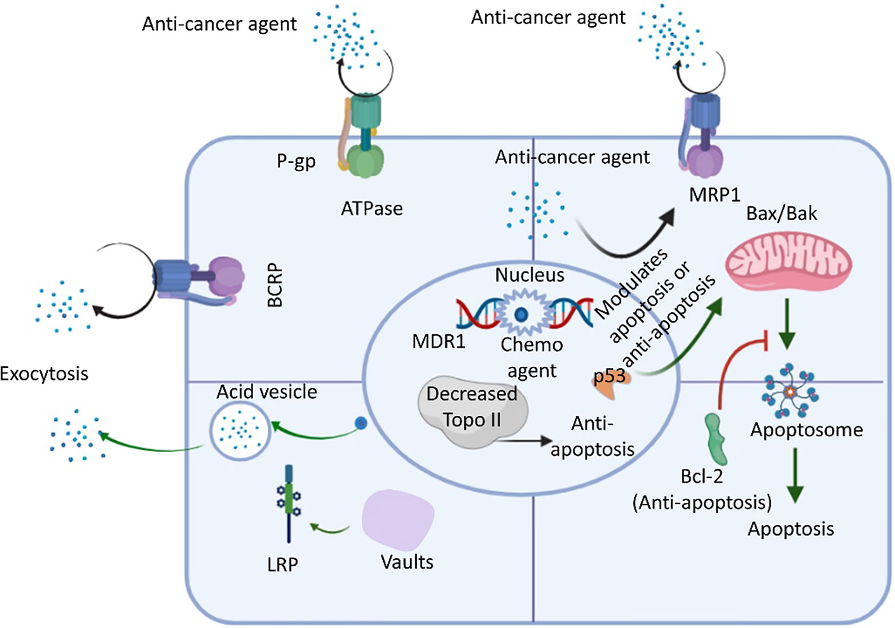 Assessment of transduction of ABCC5 adenovirus in MCF-7 cells. a ABCC5