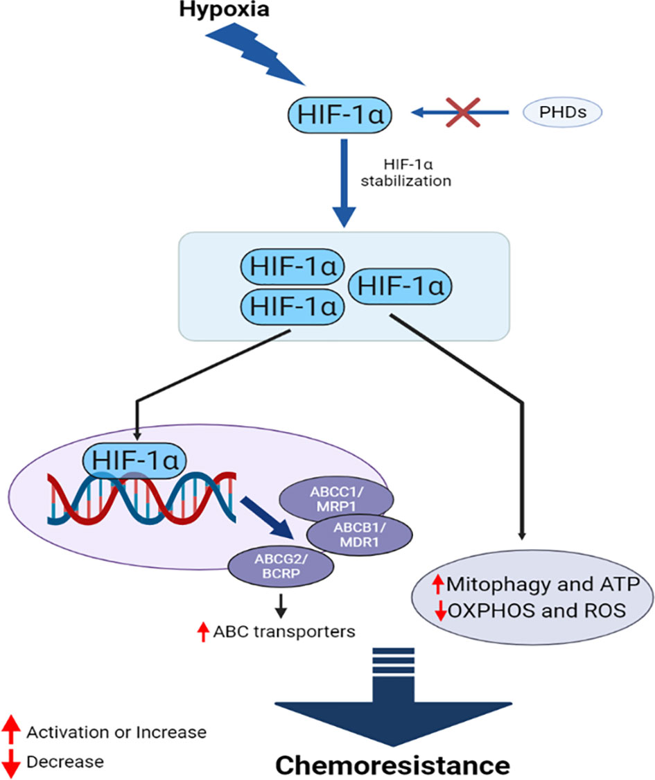 Assessment of transduction of ABCC5 adenovirus in MCF-7 cells. a ABCC5