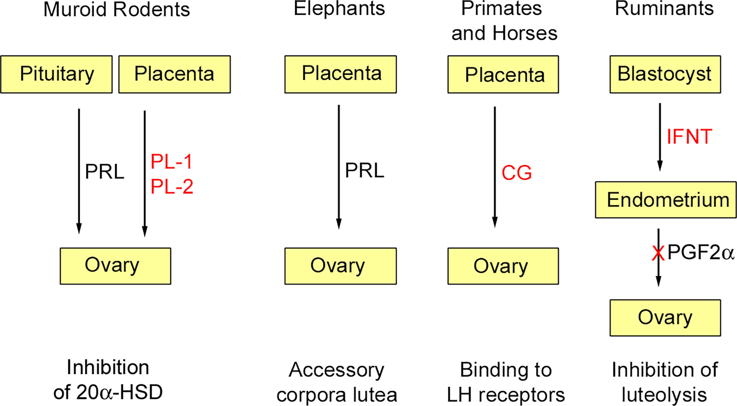 function of placenta in mammals