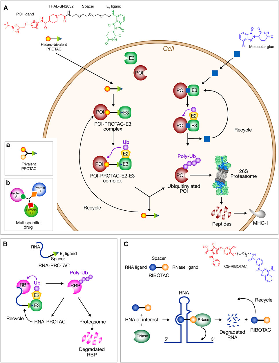 Frontiers COVID-19 Therapies Protease Inhibitions and Novel Degrader Strategies
