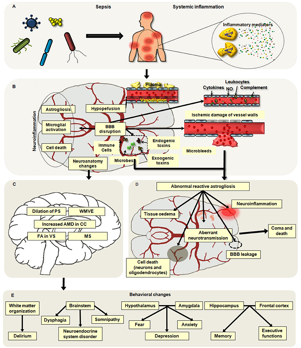 Frontiers Neuroimmune Regulation In Sepsis Associated Encephalopathy