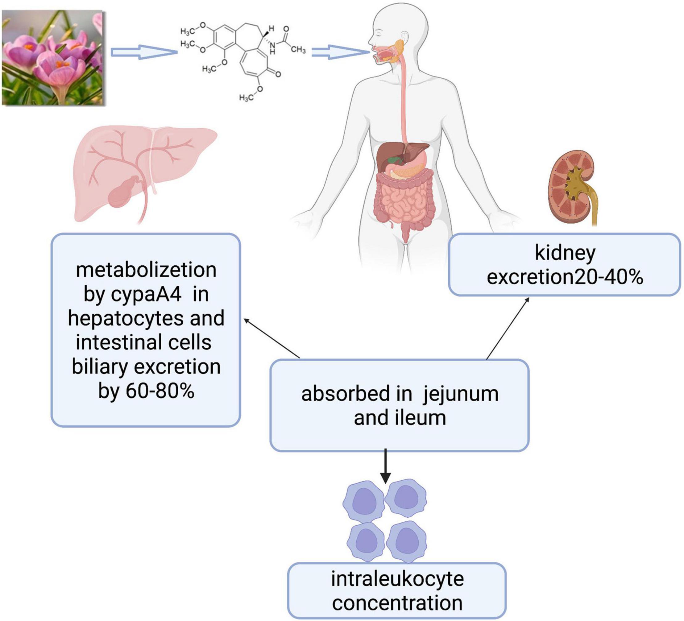 Frontiers Colchicine For Coronary Artery Disease A Review