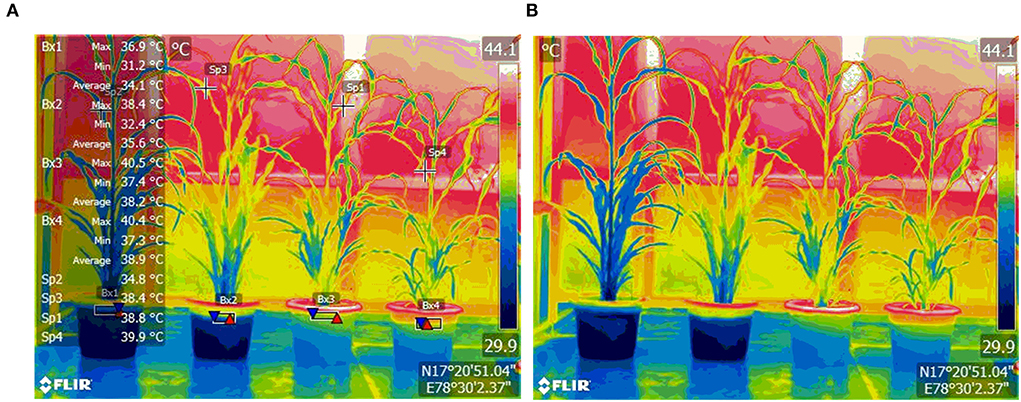 Drought stress affects on growth, water use efficiency, gas