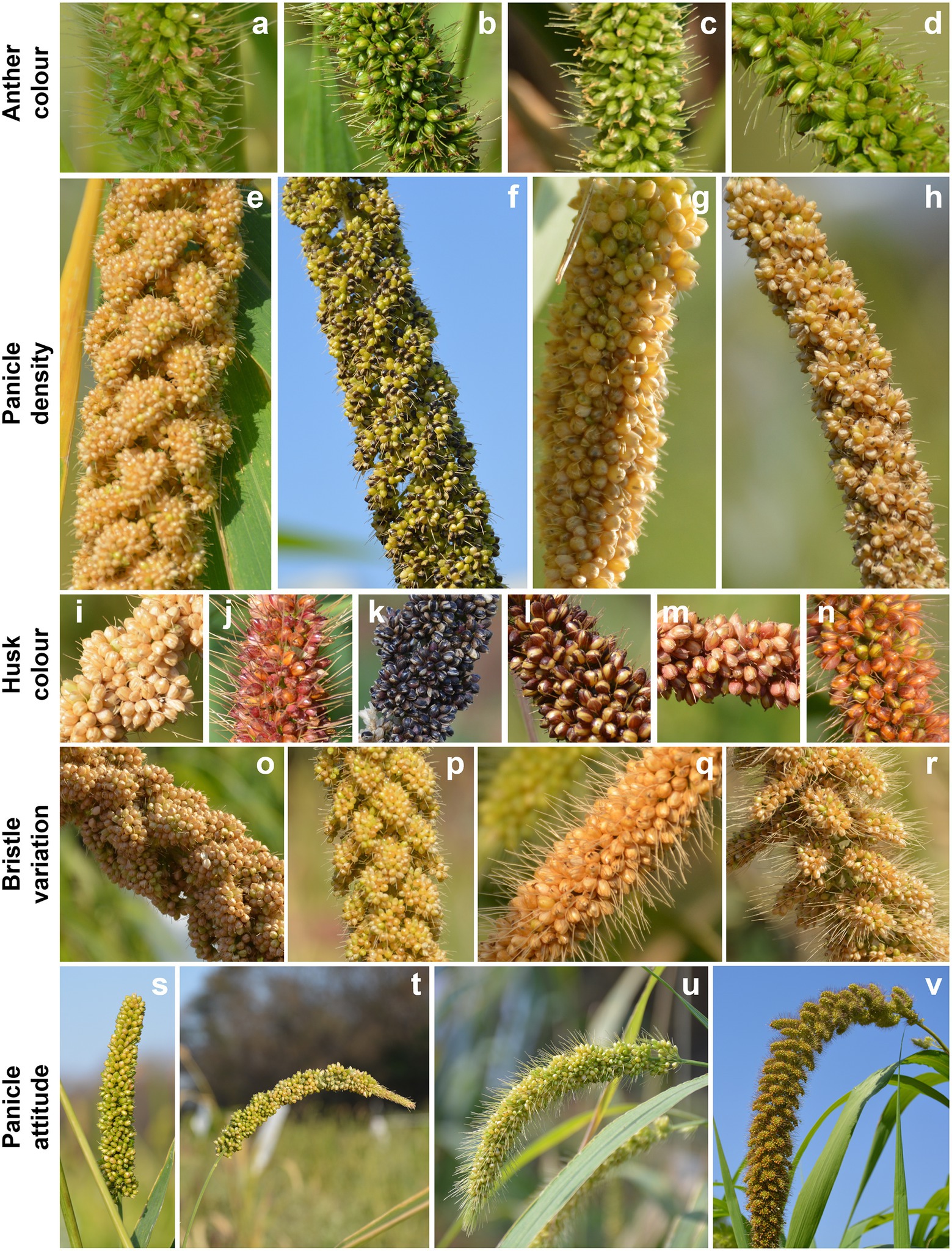 All about millet and different millet types