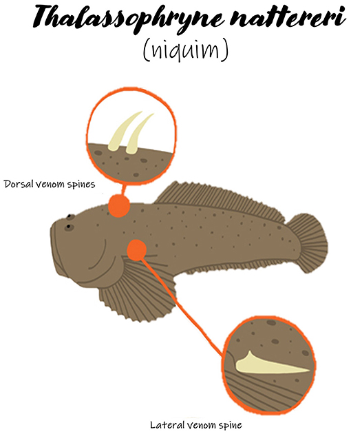 A Blessing in Disguise: From Fish Venom to Novel Medicines · Frontiers for  Young Minds