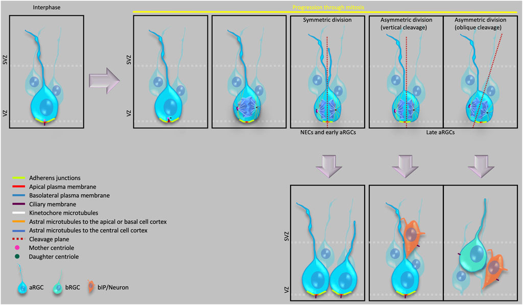 General aspects of the gut content of the Neoacrus spelaion sp. n