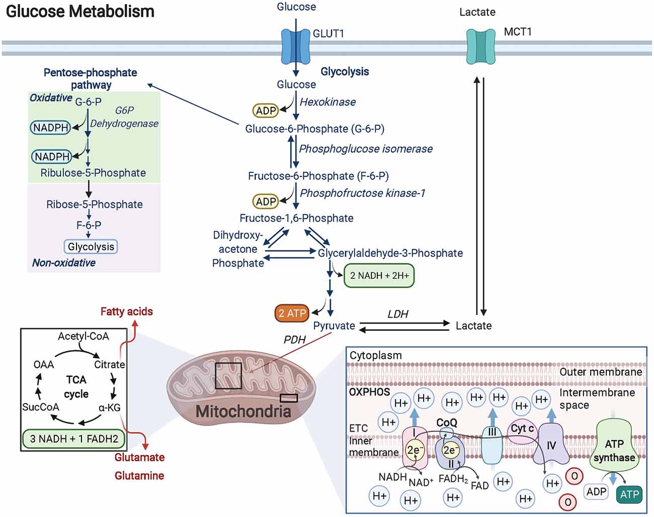 PDF) Neuro-Vulnerability in Energy Metabolism Regulation: A