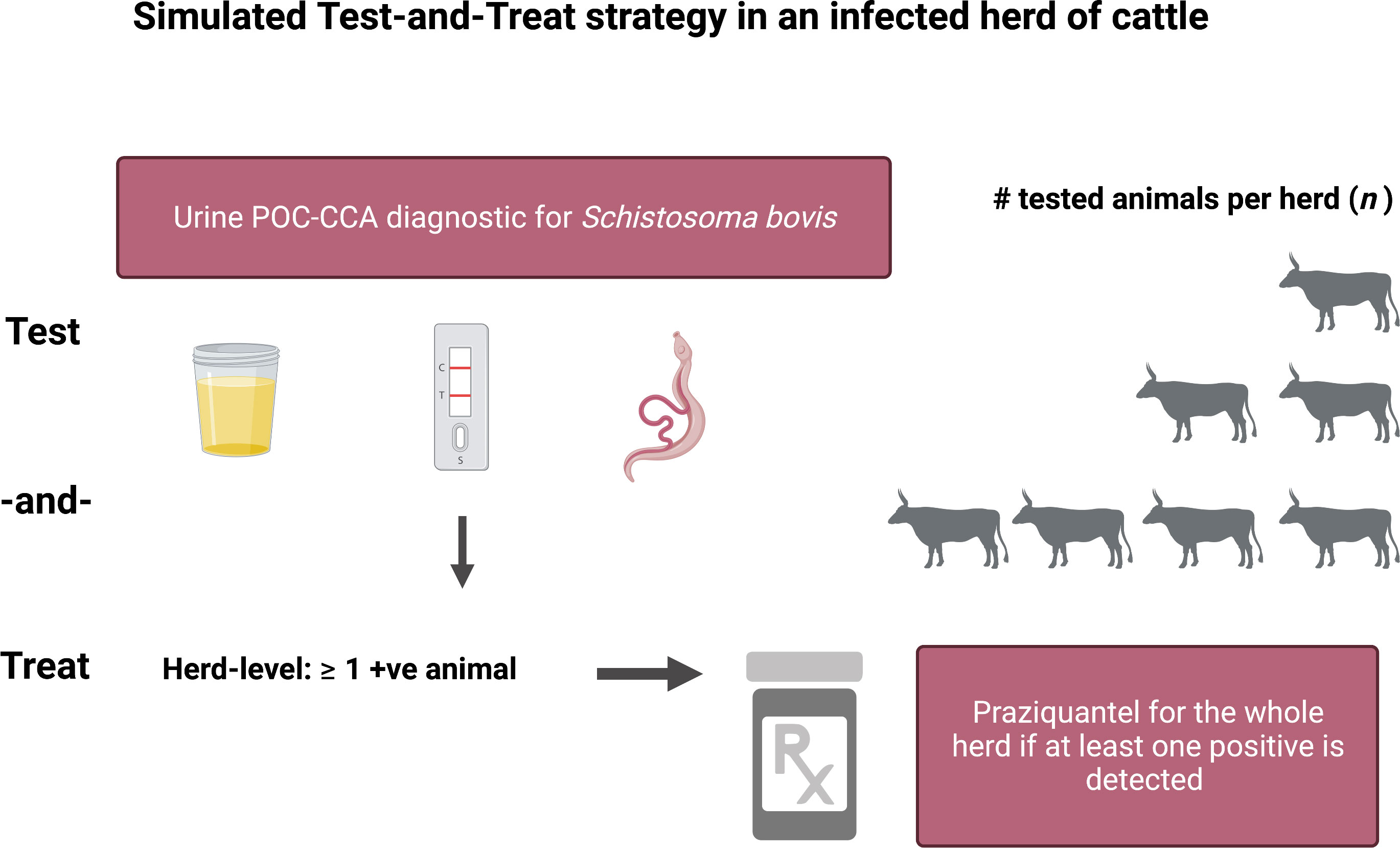 Frontiers | Modelling livestock test-and-treat: A novel One Health strategy to control schistosomiasis and mitigate drug resistance Frontiers | Modelling livestock test-and-treat: A novel One Health strategy to control schistosomiasis and mitigate drug resistance