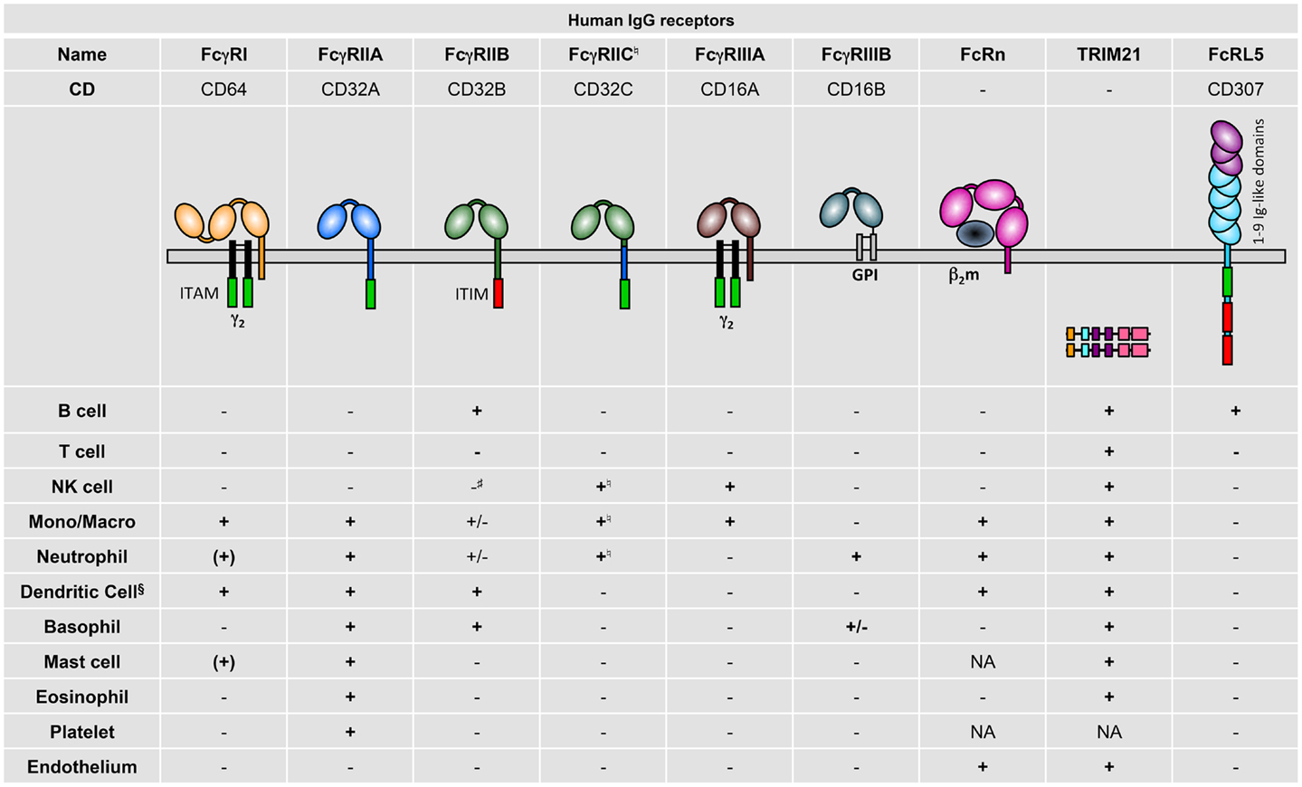 Frontiers Contribution Of Human Fc Rs To Disease With Evidence From 
