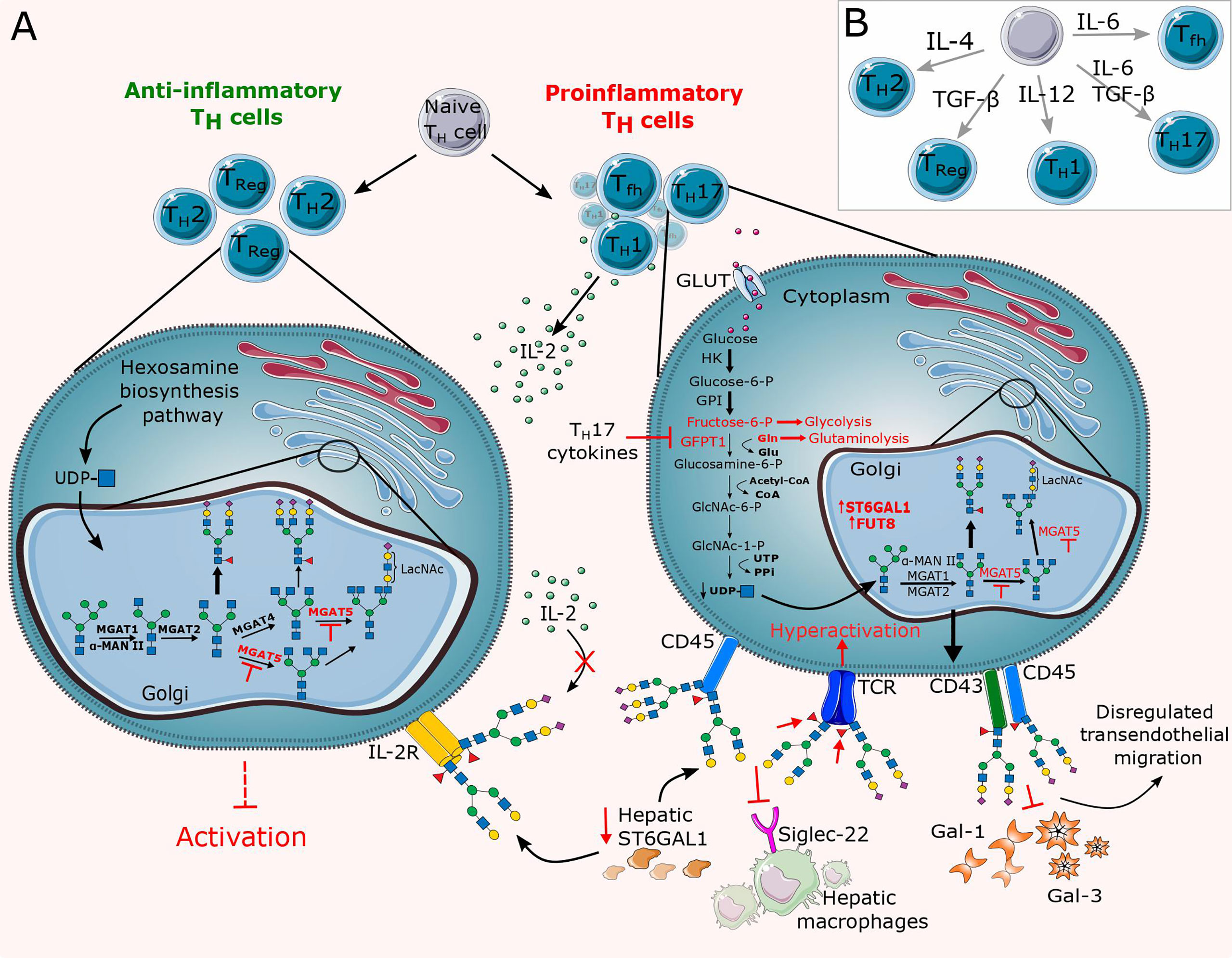 Frontiers  Unraveling cross-reactivity of anti-glycan IgG