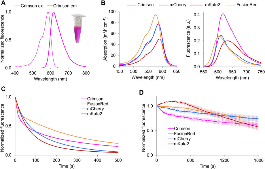 Minimal genetically encoded tags for fluorescent protein labeling in living  neurons