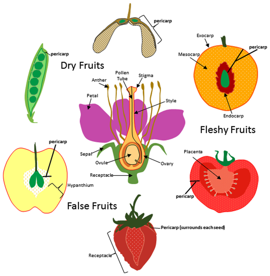 Revisiting pericarp structure, dehiscence and seed dispersal in