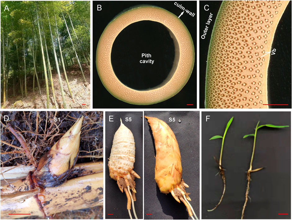 Bamboo  The Wood Database (Monocot)