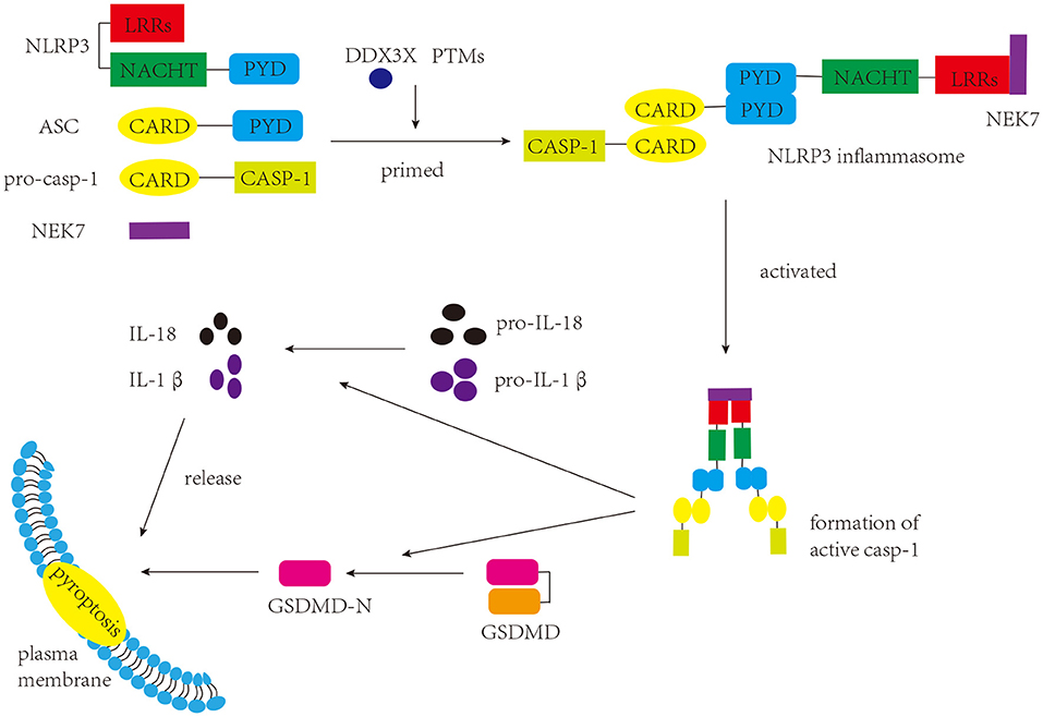 Therapeutic modulation of inflammasome pathways - Chauhan - 2020