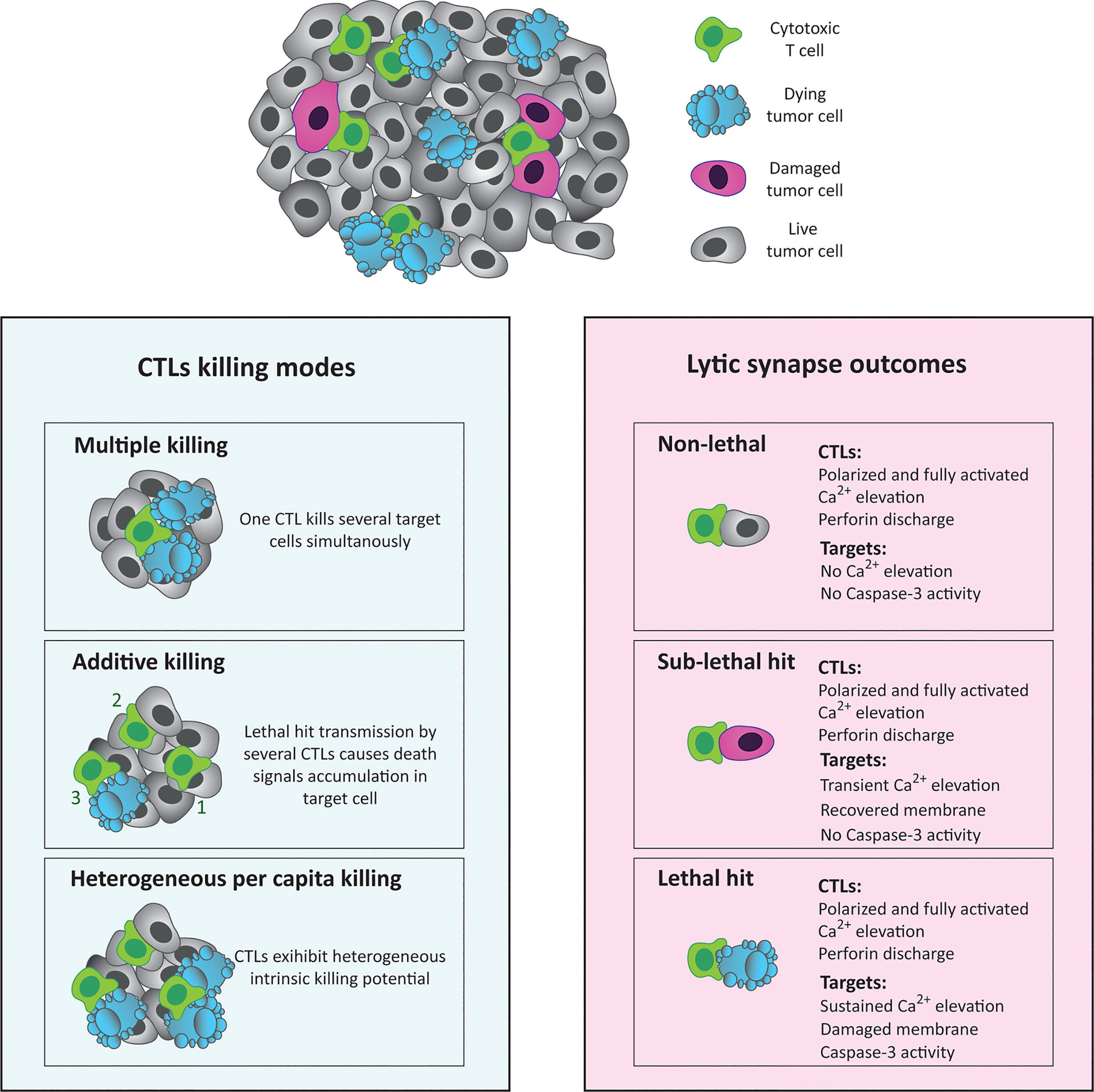 Membrane Oxidation in Cell Delivery and Cell Killing Applications