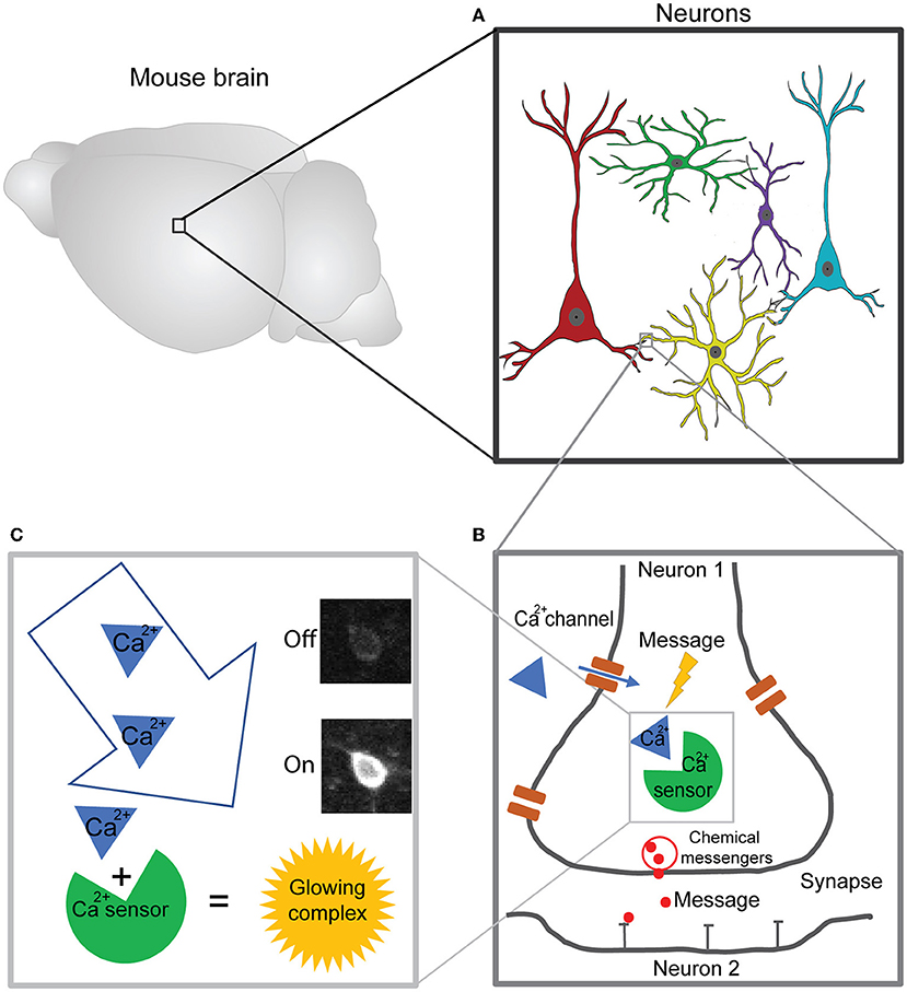 Figure 1 - Visualizing the activity of neurons in the brain using calcium sensors.