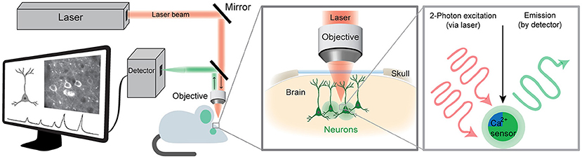 Figure 2 - Imaging brain activity using a two-photon microscope.