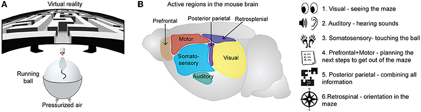 Figure 3 - Specific brain regions help mice to find their way through a virtual maze.