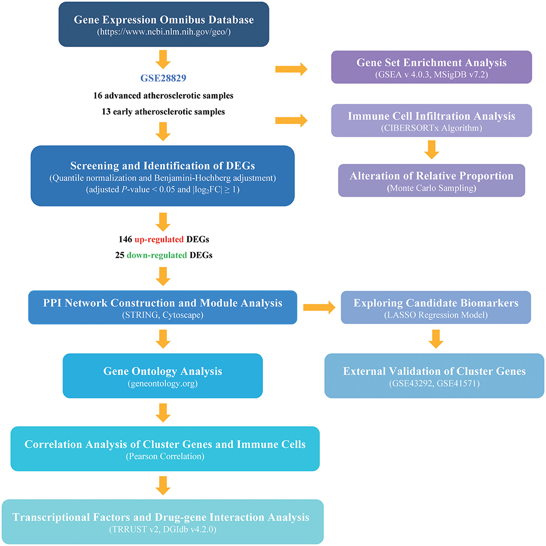 Frontiers Identification and Validation of Candidate Gene Module Along With Immune Cells Infiltration Patterns in Atherosclerosis Progression to Plaque Rupture via Transcriptome Analysis