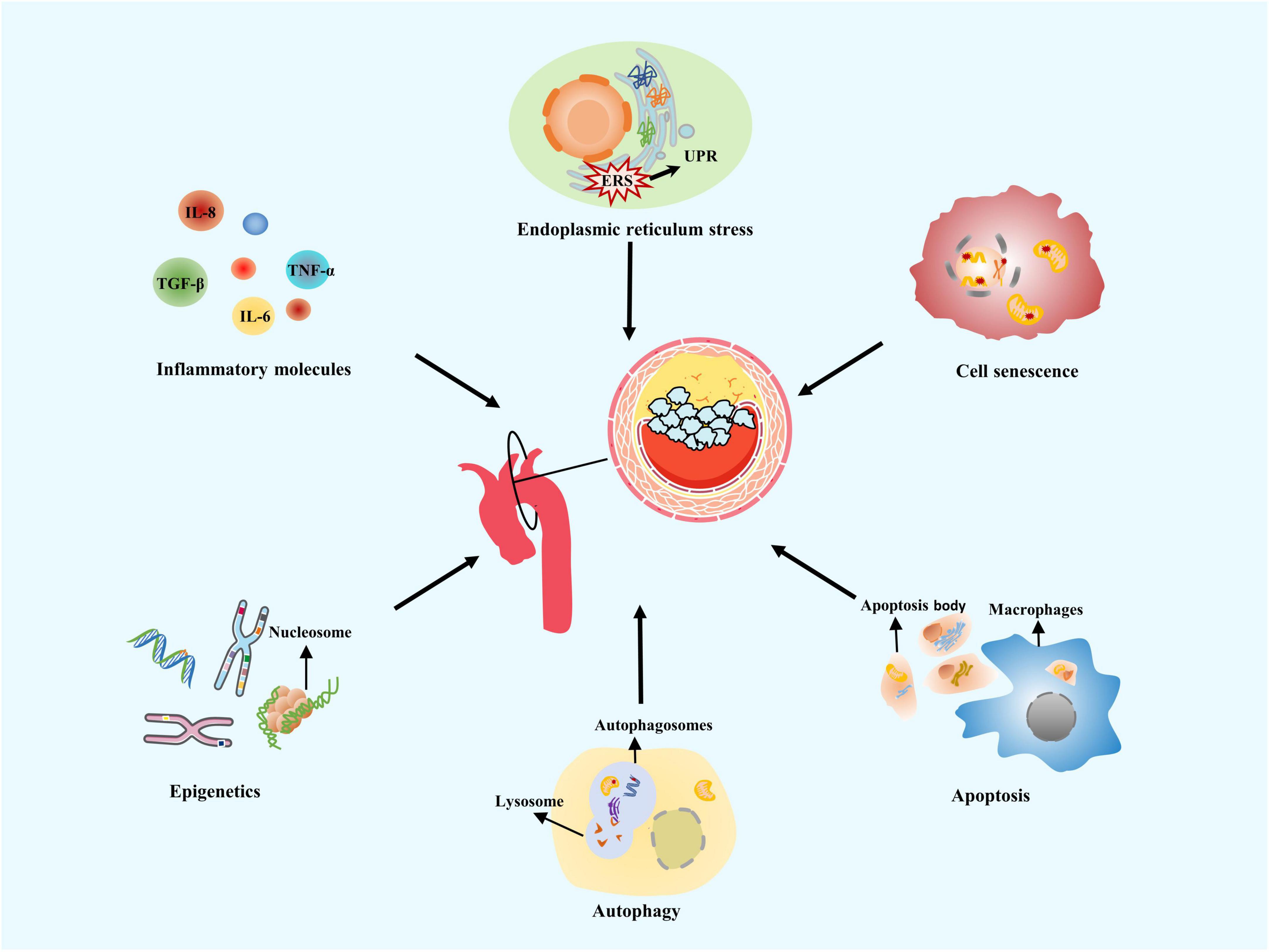 Full article: Variable Effects Of LDL Subclasses Of Cholesterol On  Endothelial Nitric Oxide/Peroxynitrite Balance – The Risks And Clinical  Implications For Cardiovascular Disease