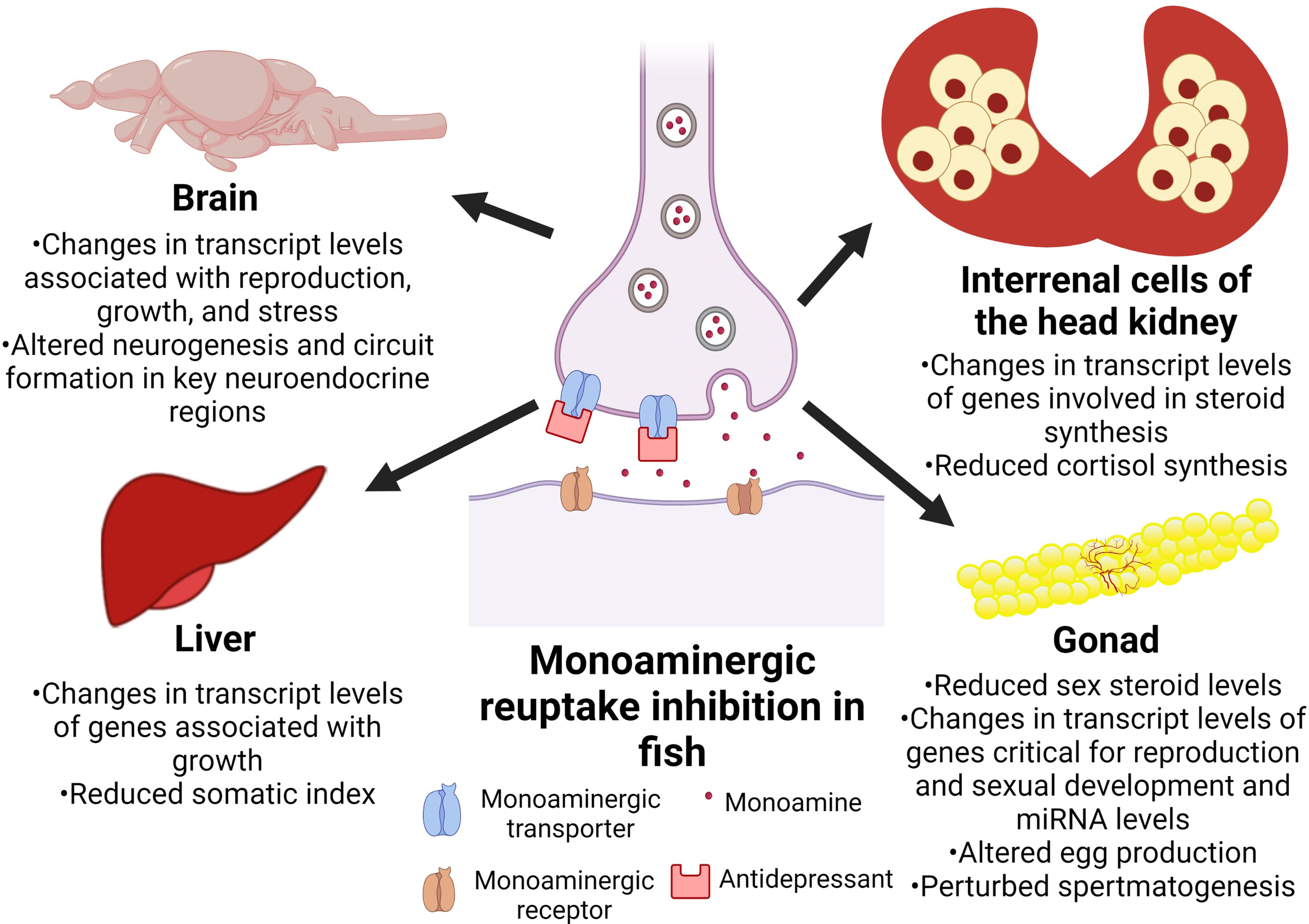 Antidepressants And Sex