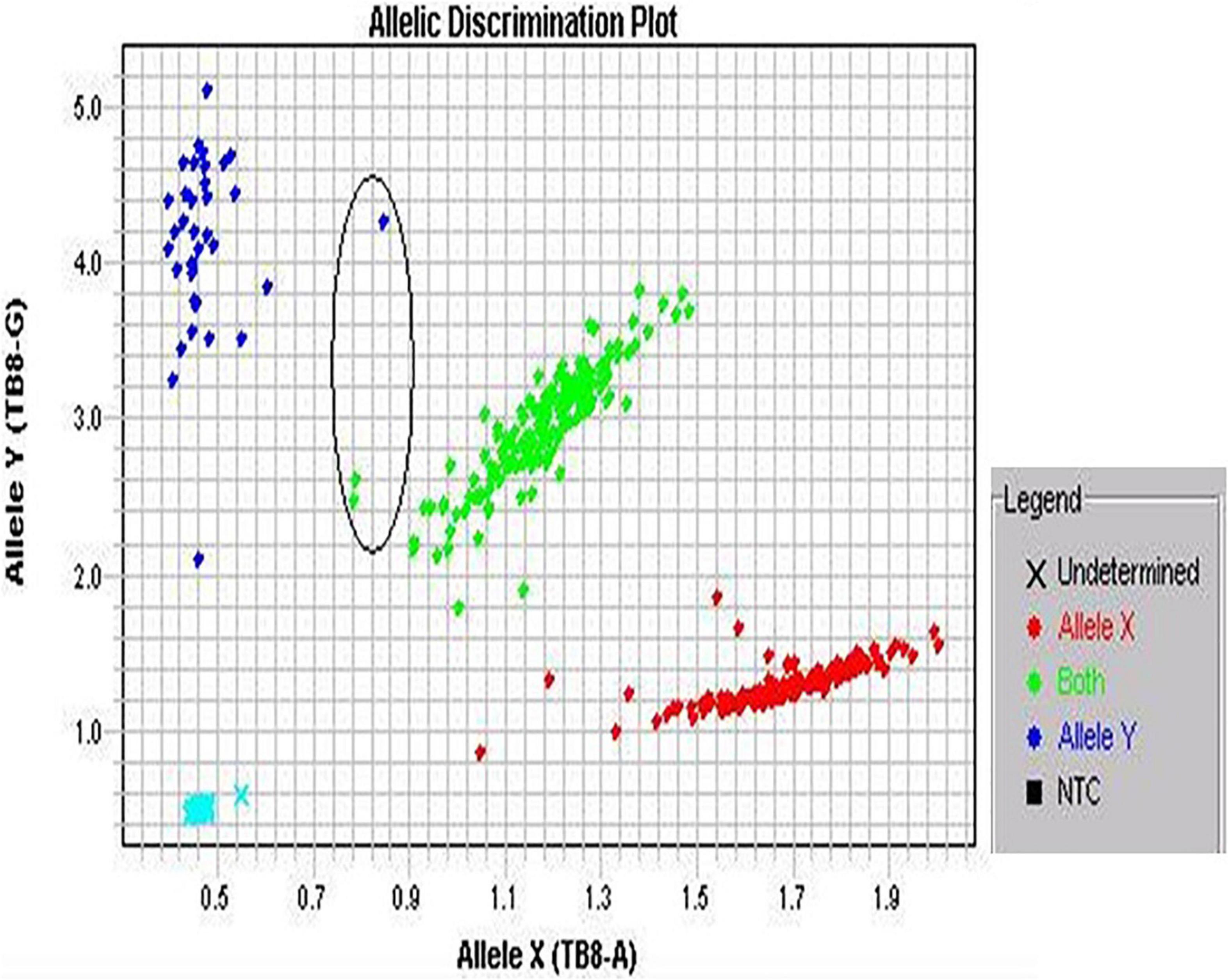 alleleid mgb allele probe genotyping