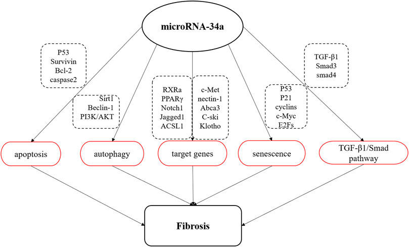 Expression of miR-34a (a,d), miR-34b (b,e), and miR-34c (c,f) in