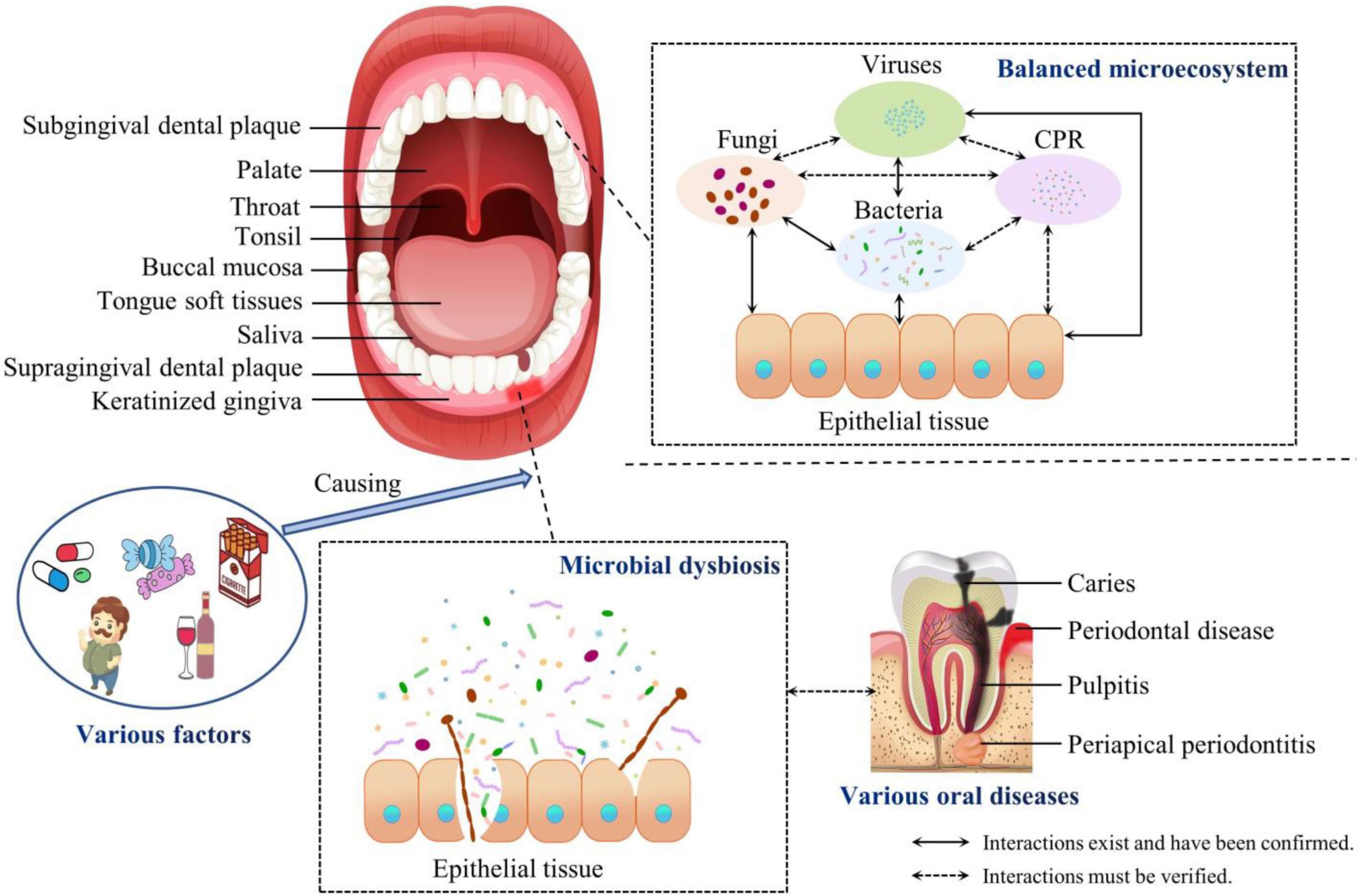 The Mouth and Buccal Cavity - Anatomy of the Human Mouth