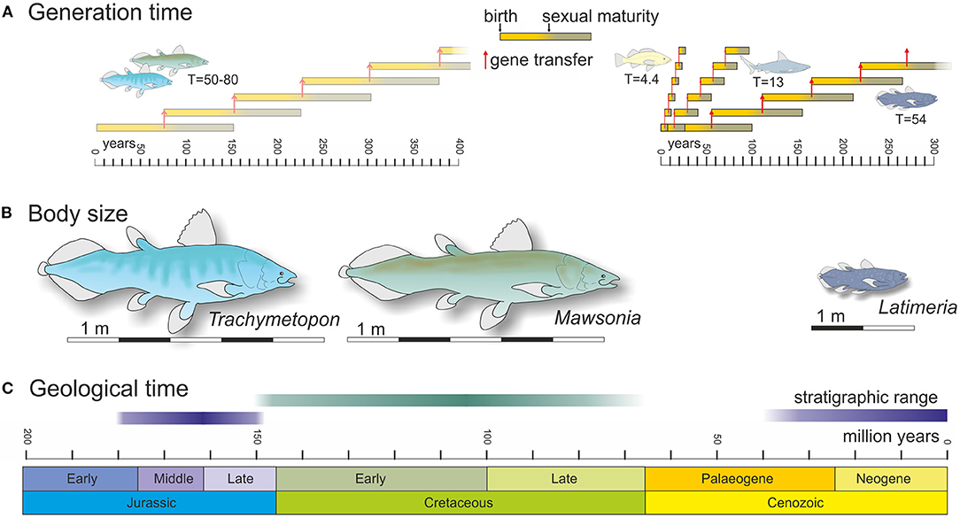 New Evidence That Fishes Can Play - Faunalytics