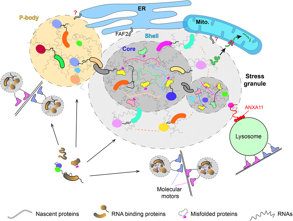 Membrane and Membrane Processes Learning Activities (Distance