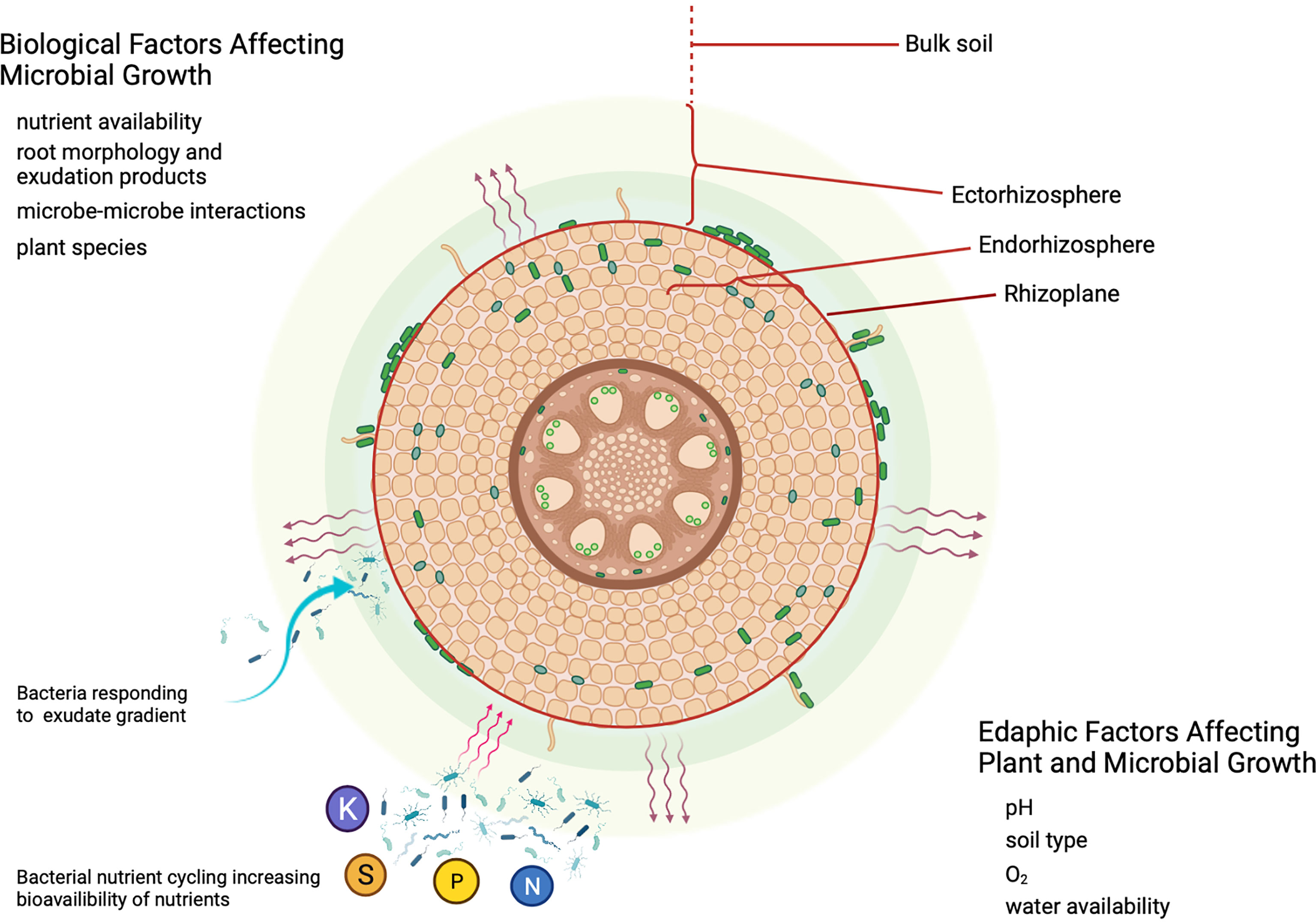 Frontiers The Role Of Synthetic Microbial Communities SynCom In 