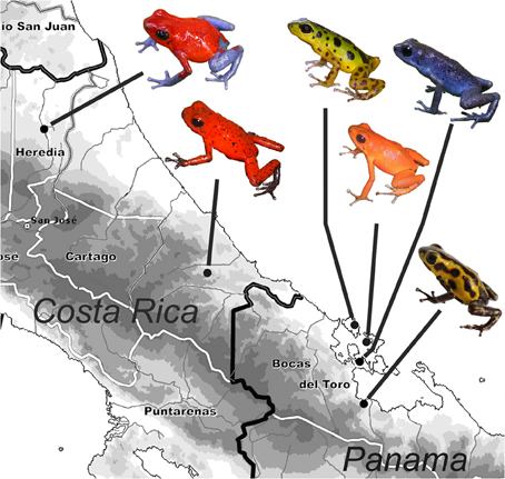Frontiers Multiple Sexual Signals Calls Over Colors For Mate Attraction In An Aposematic Color Diverse Poison Frog Ecology And Evolution