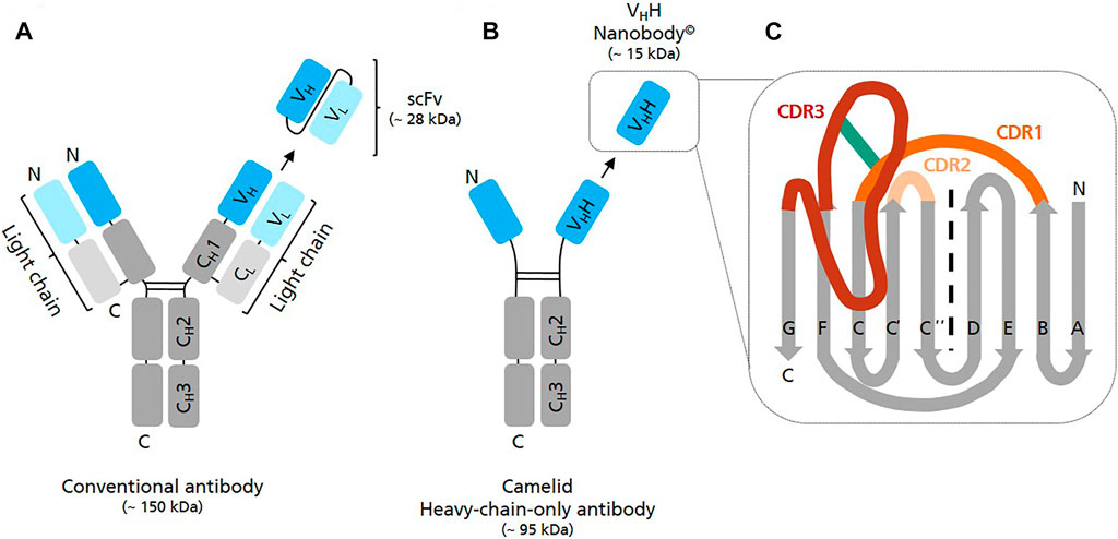 Anti-Brain lipid binding protein Antibody from rabbit, purified by affinity  chromatography