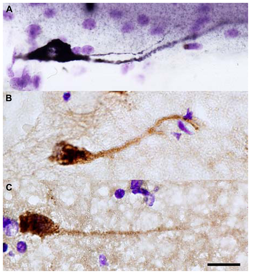 Cajal-Retzius Cell - an overview