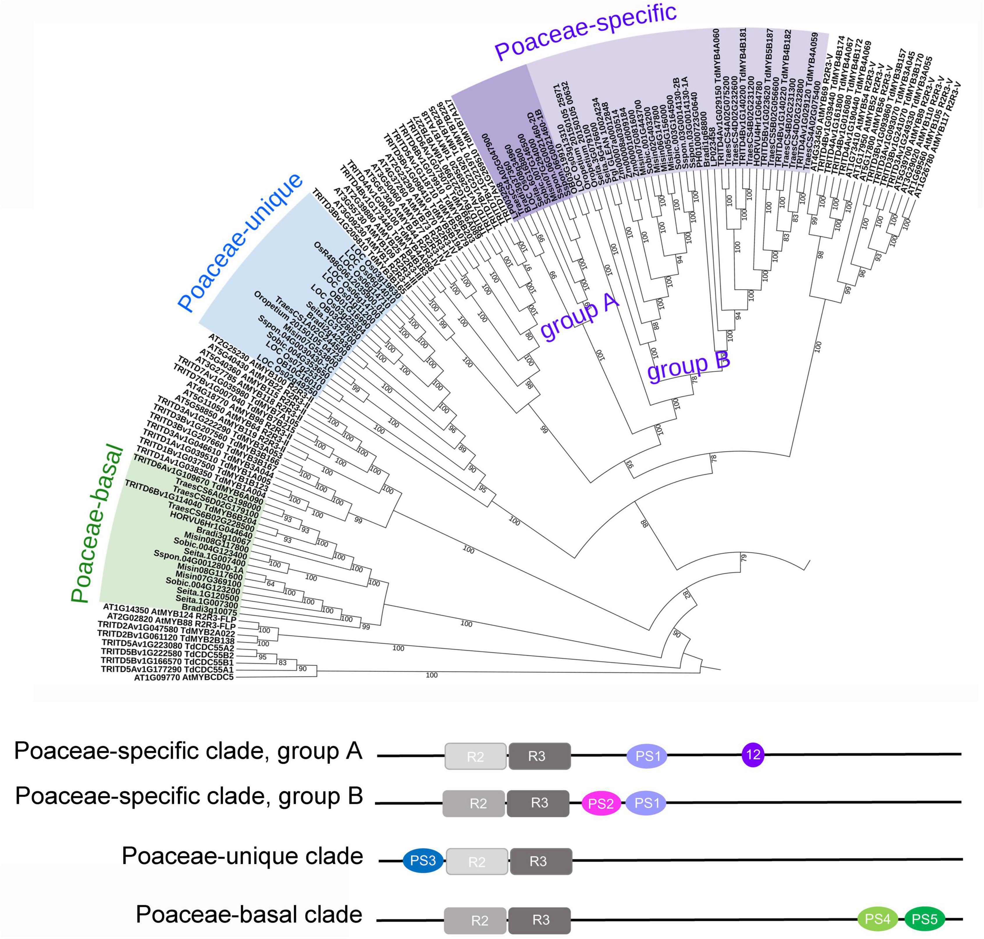 Proposal For Phylogenic Classification, Advances Bread Clip Science